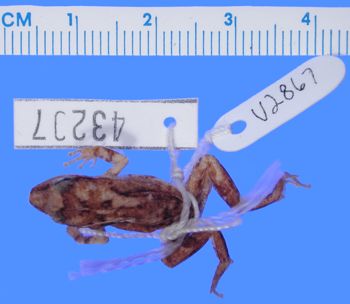 Media type: image; Herpetology A-43207